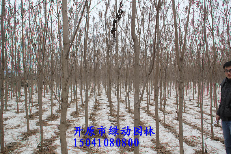 【供应梧桐树 3公分梧桐树 梧桐树价格 梧桐 黄