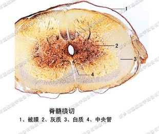 脊髓横切-组织切片 优质生物切片 教学切片