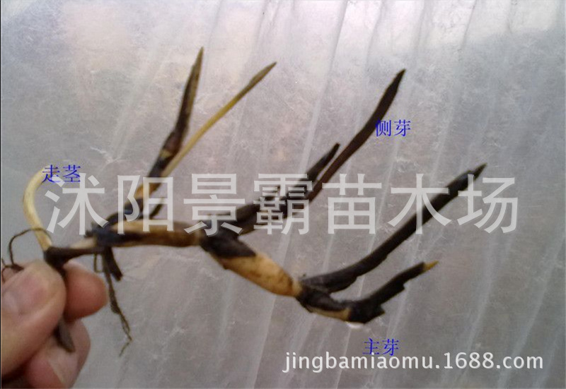 荷花种藕示意图