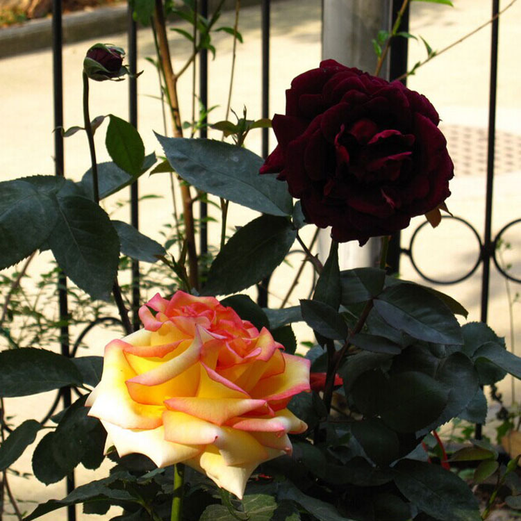 珍惜玫瑰苗品种《路易十四玫瑰.