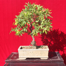 石榴果石榴盆景_盆景价格_优质盆景批发\/采购