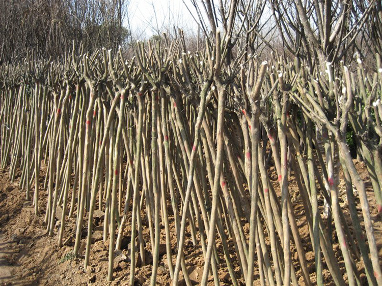 乔木-升辰苗木基地园林绿化苗 百日红紫薇 红花