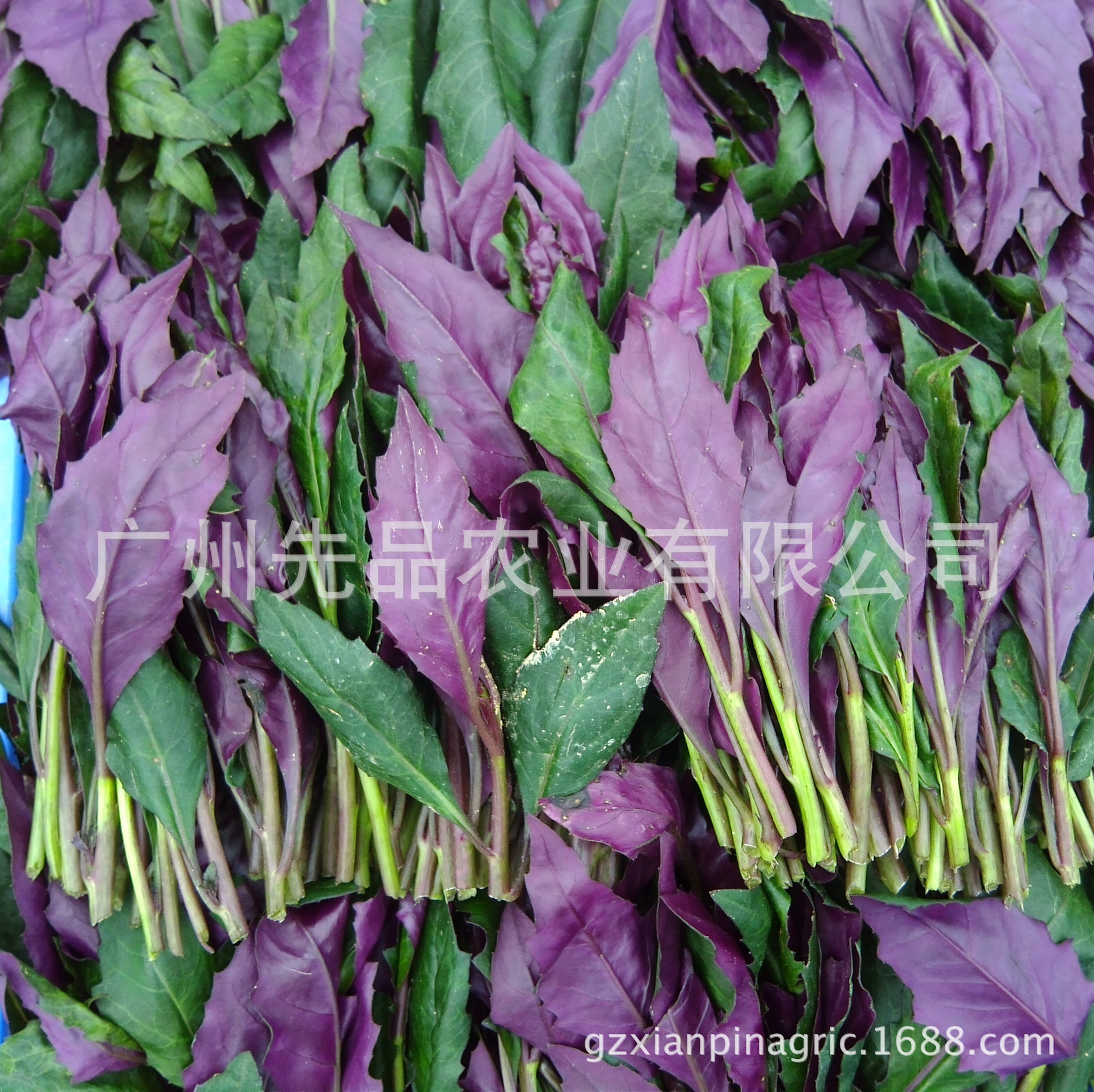 无公害 社区配送 野生蔬菜【紫背菜(400克/包)