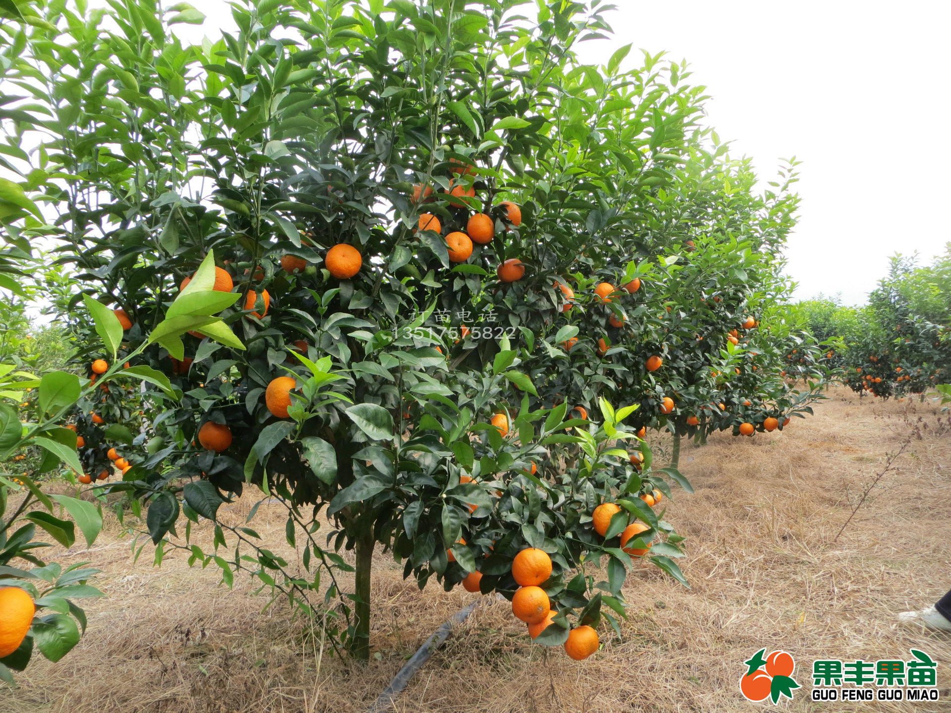 果树-出售新品种【沃柑苗】果丰果苗场-果树尽