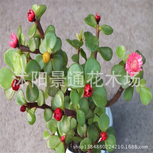 批发供应盆栽绿植 金枝玉叶 多肉植物 绿色植物 小盆景