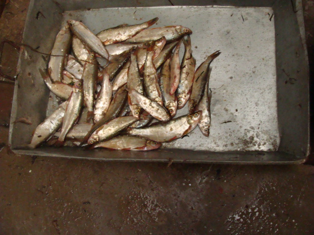 常年大量供应各种鲜活,冷冻野杂鱼