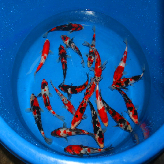 锦鲤鱼苗9