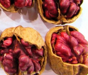 【野核桃皮】野核桃皮价格\/图片_野核桃皮批发