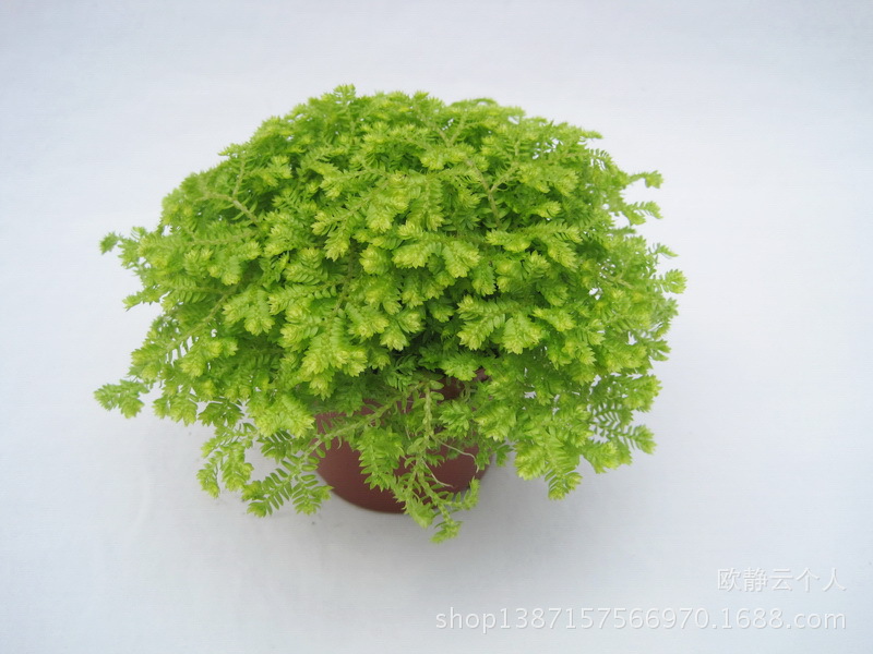 金丝雀珊瑚蕨A80