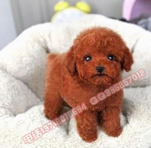 纯种泰迪犬