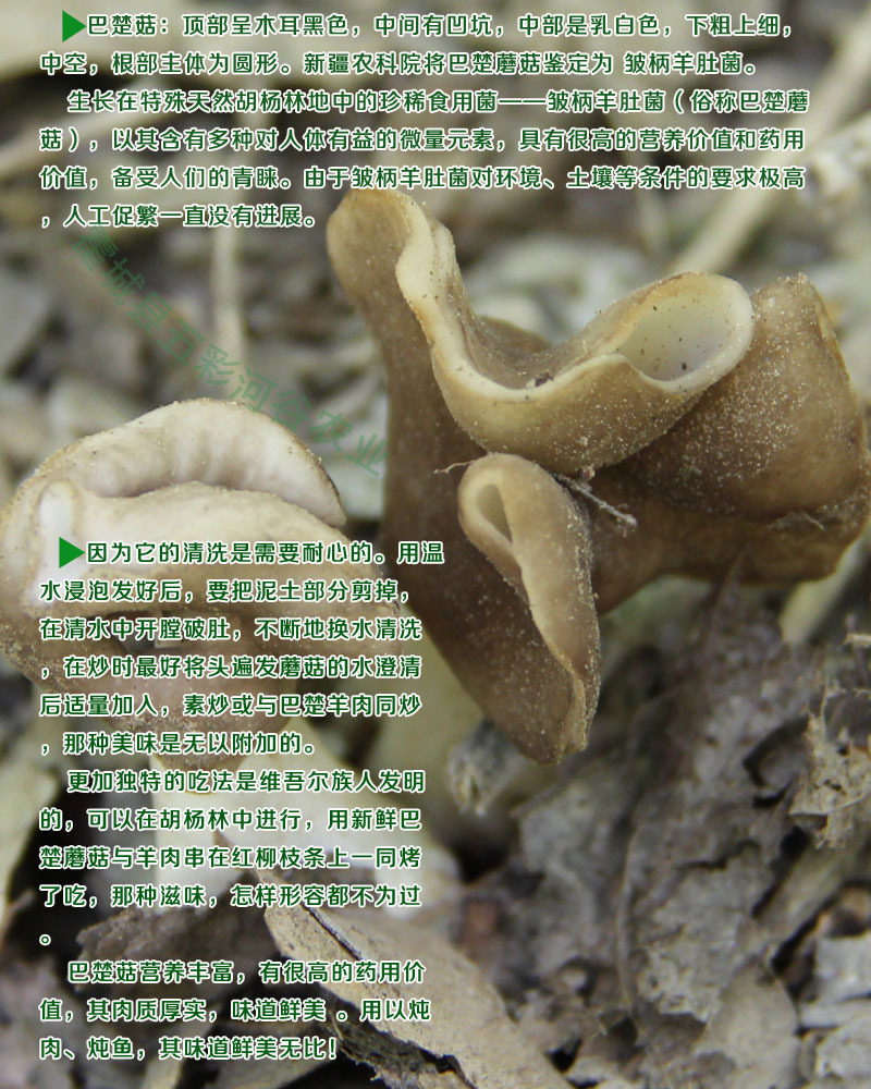 新疆产野生巴楚菇,皱柄羊肚菌,2014年新货,胡杨林纯野生无污染