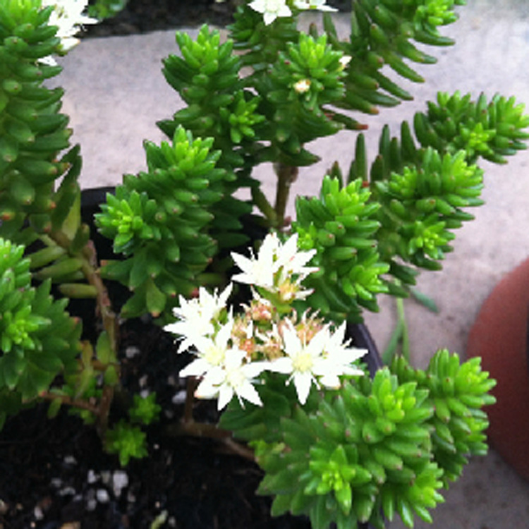 大量 批发多肉植物 白花小松 绿植小盆栽净化空气