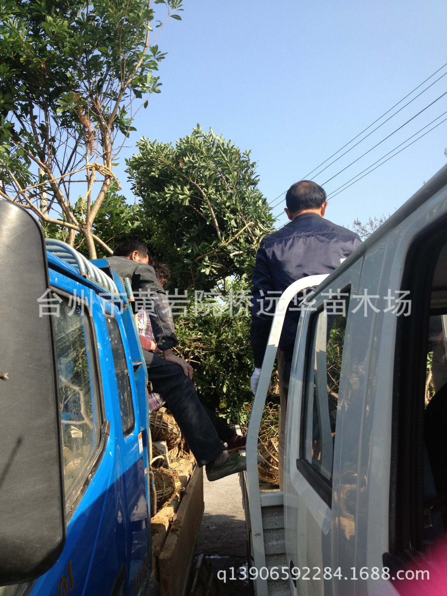 远华 脆皮金桔树苗橘子果树苗木阳台庭院植物