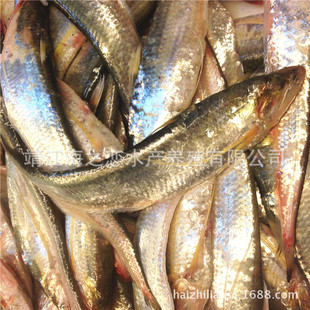 鱼类-【刀鱼价格】 冰鲜刀鱼批发价格|长江刀鱼
