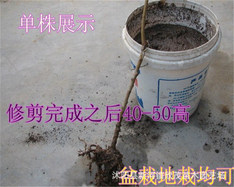 果树-批发桃树苗 庭院果树苗 桃树苗嫁接苗 第