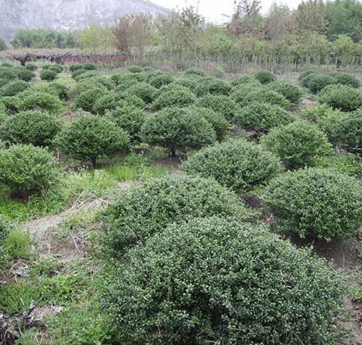 苗圃直销 龟甲冬青球 庭院美化绿篱植物 常绿灌木