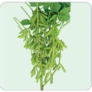 种-采购30万斤脱毒优质莲藕种--阿里巴巴采购