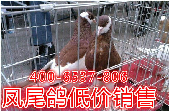 北京红眼大鼻子鸽子子的价格北京元宝鸽子养殖前景