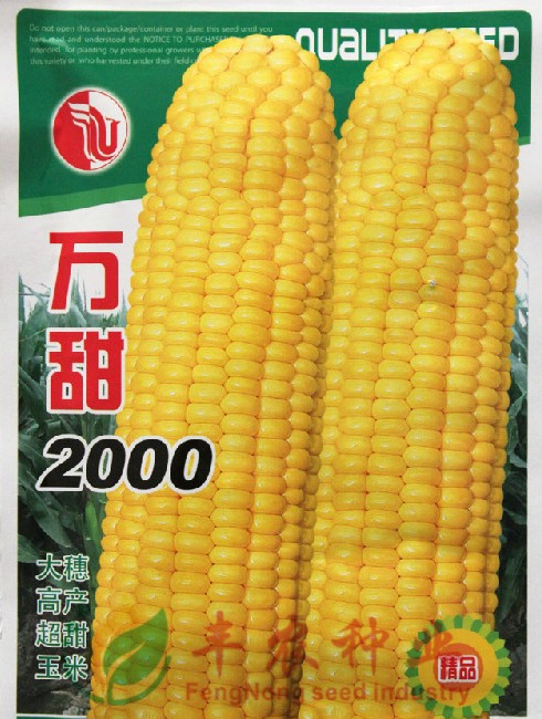 【多美滋】肯德基专用高档鲜食型超甜玉米种子 新种到货!100g