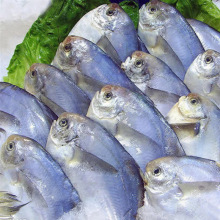 金鲳鱼价格_最新的金鲳鱼价格查询