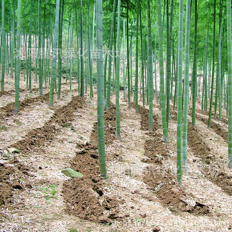 批发采购竹类植物-竹苗 毛竹 毛竹小苗 楠竹小