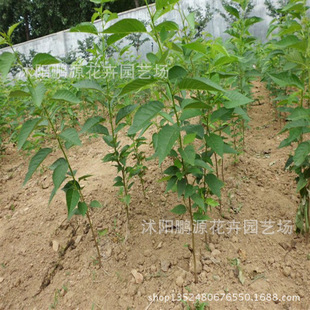 樱花 樱花树樱花树苗 日本樱花大苗 嫁接樱花苗庭院开花植物