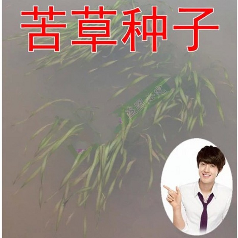 Семена Grass carp in pond aquaculture on lobster and crab grass seed pool round Ye Heizao Cao Potamogeton, Elodea nuttallii Myriophyllum Ye Heizao , nuttallii Семена Grass carp in pond aquaculture on lobster and crab grass seed pool round Ye Heizao Cao Potamogeton, Elodea nuttallii Myriophyllum Ye Heizao , nuttallii