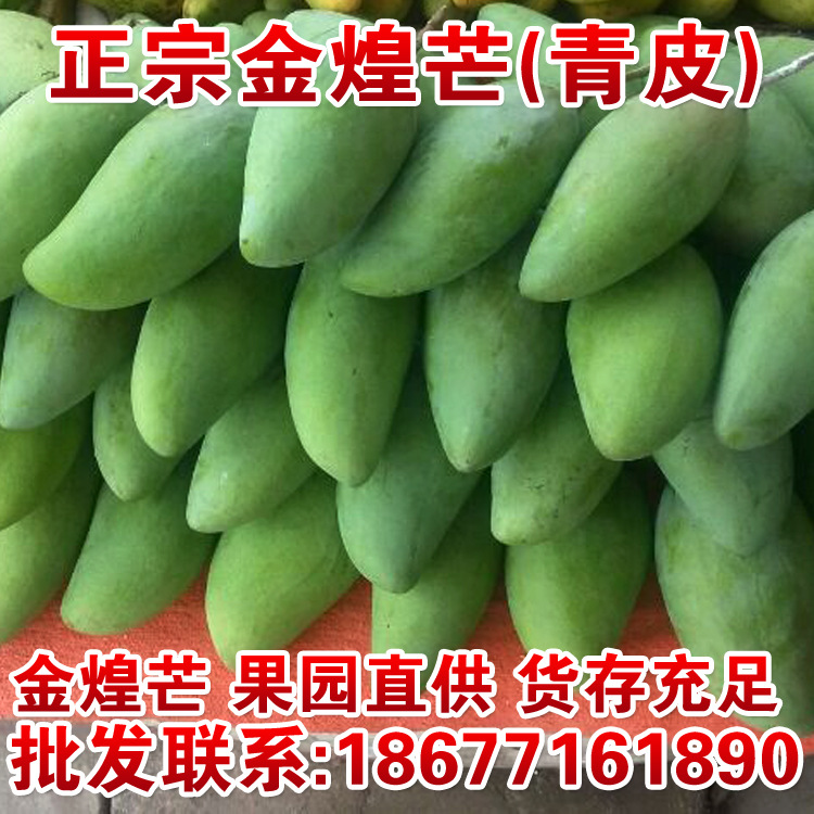 百色田东芒果 金煌芒 新鲜 大青芒 青皮芒 一件