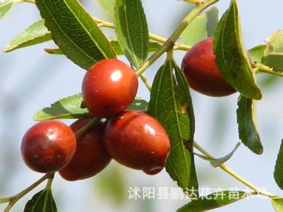 大量批发供应果树苗种酸枣仁种子酸枣核