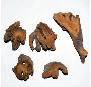 植物原药材-中药材 羊蹄根 土大黄 同仁堂品质