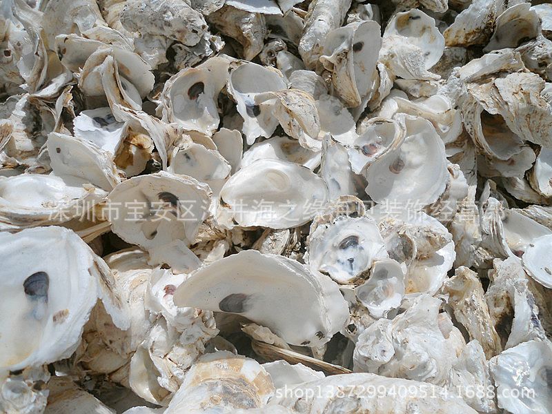 批发精选优质蚝壳 高效海水鱼池自然过滤材料 牡蛎壳/海螺贝壳