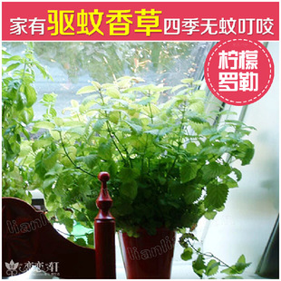 柠檬罗勒种子 驱蚊香草种子春秋播花卉种子 阳台花草盆栽