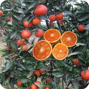 四川资中地标产品塔罗科血橙 新鲜水果 礼品装批发零售 一件代发