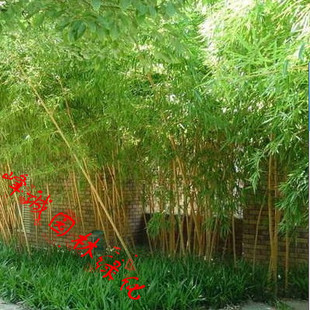 竹类植物-直销批发 金镶玉竹苗 竹子 工程苗 耐