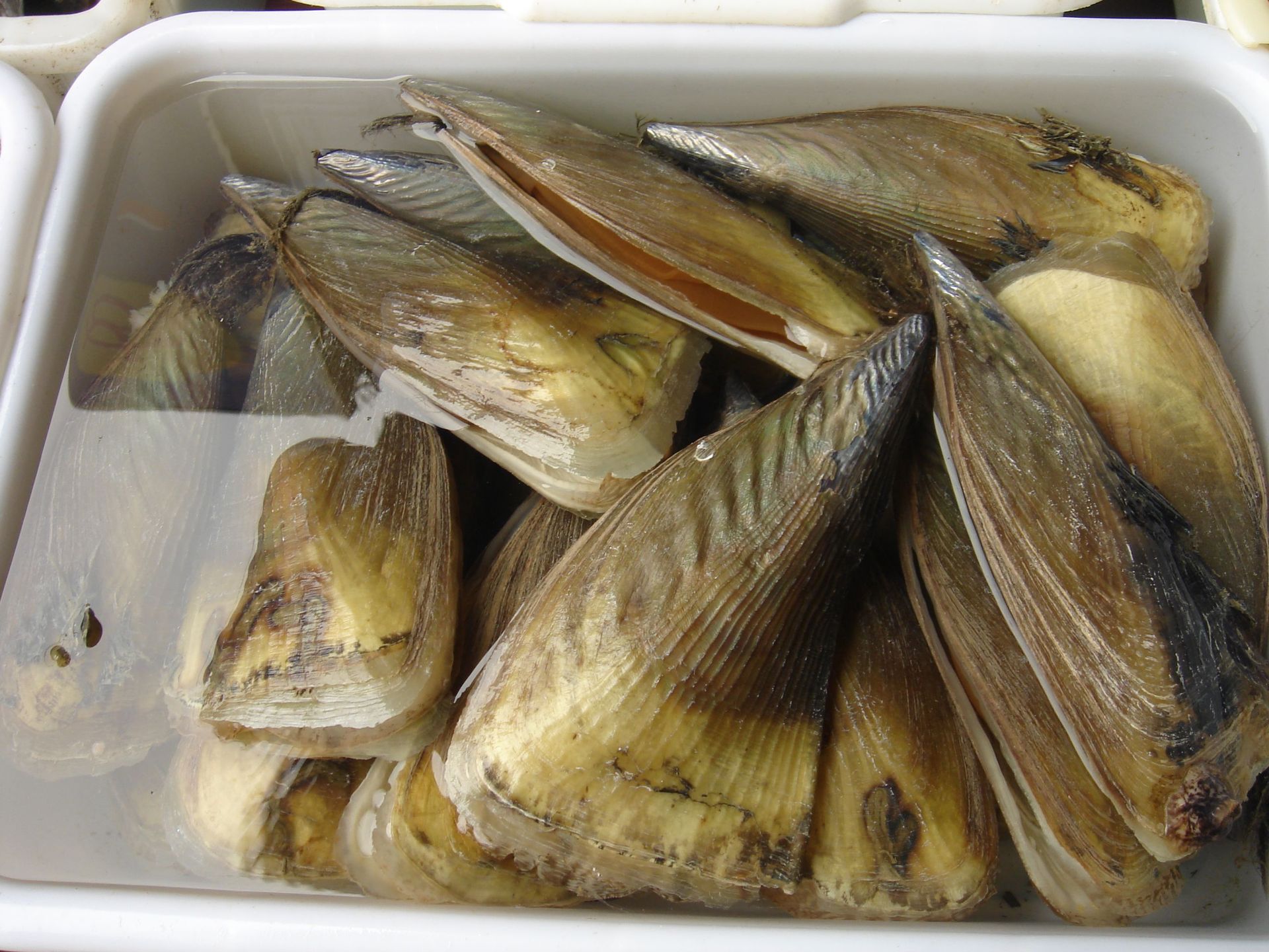 贝类-海鲜 鲜活 鲜贝 鲜活带子批发海鲜 水产 鲜