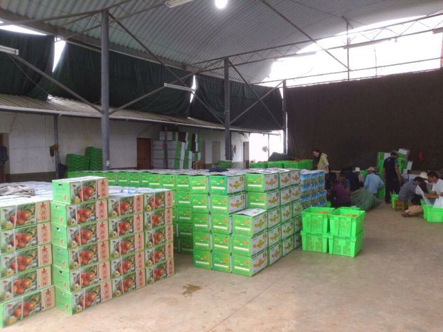 柿子-【吉果】 台湾柿子批发 甜柿 新鲜水果-柿