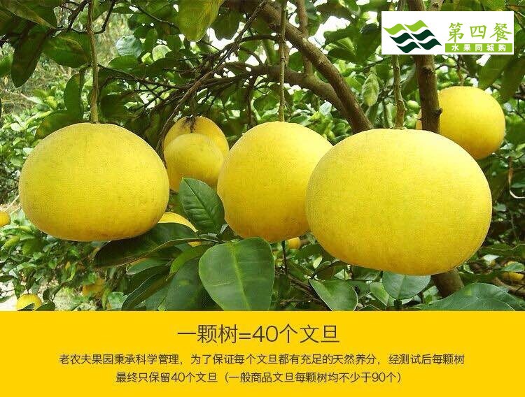 玉环文旦
