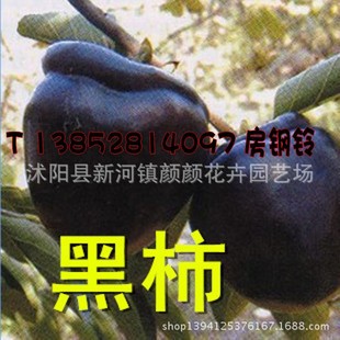 果树-批发 嫁接苗柿子树苗 柿树苗 南方果树树