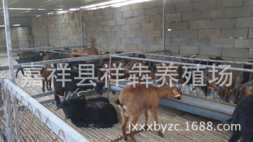 山东济宁黄羊养殖场出售黄羊羊羔 优质黄羊羔批发 山东羊羔直供价格