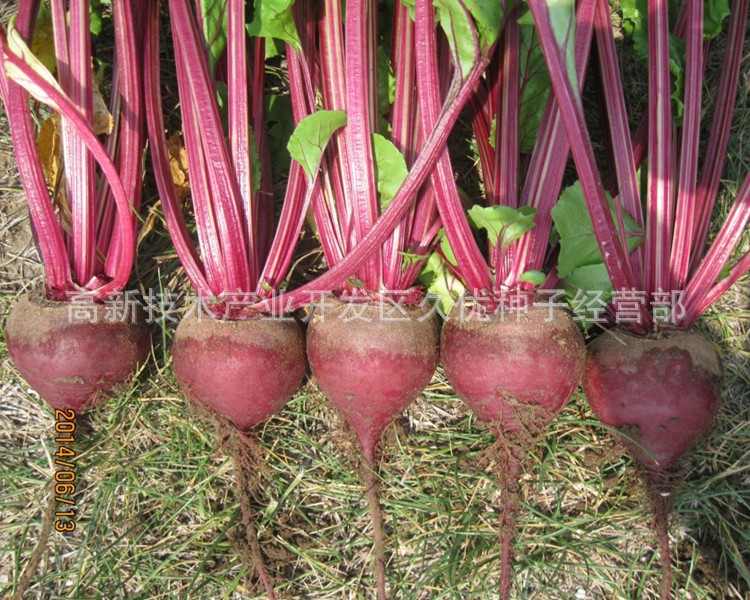 进口红甜菜种子荷兰甜菜根紫菜头2.5万粒