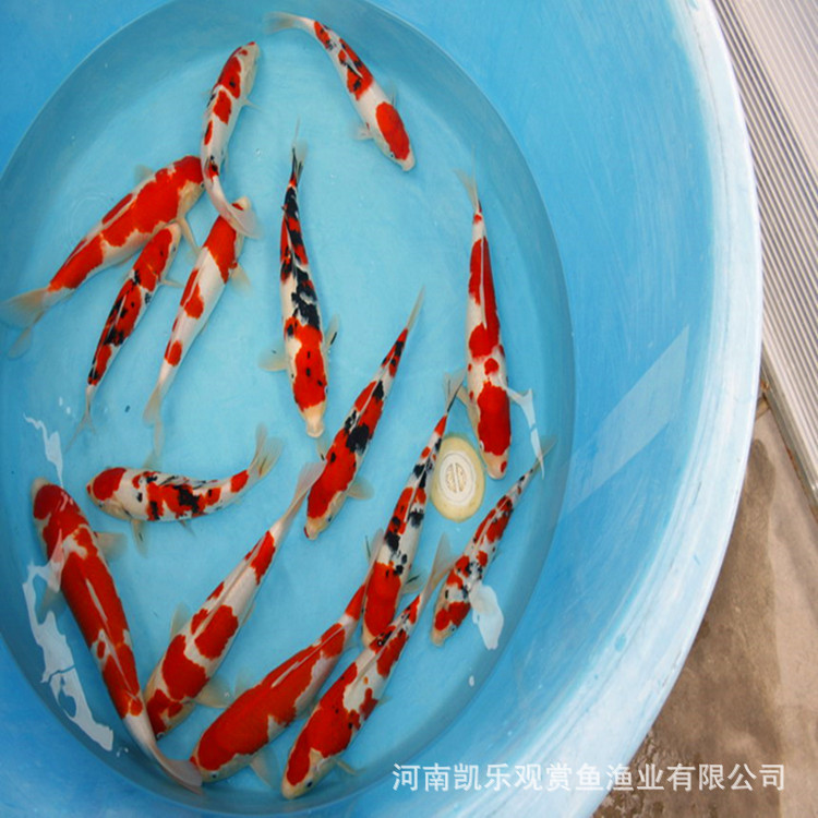 锦鲤鱼苗4