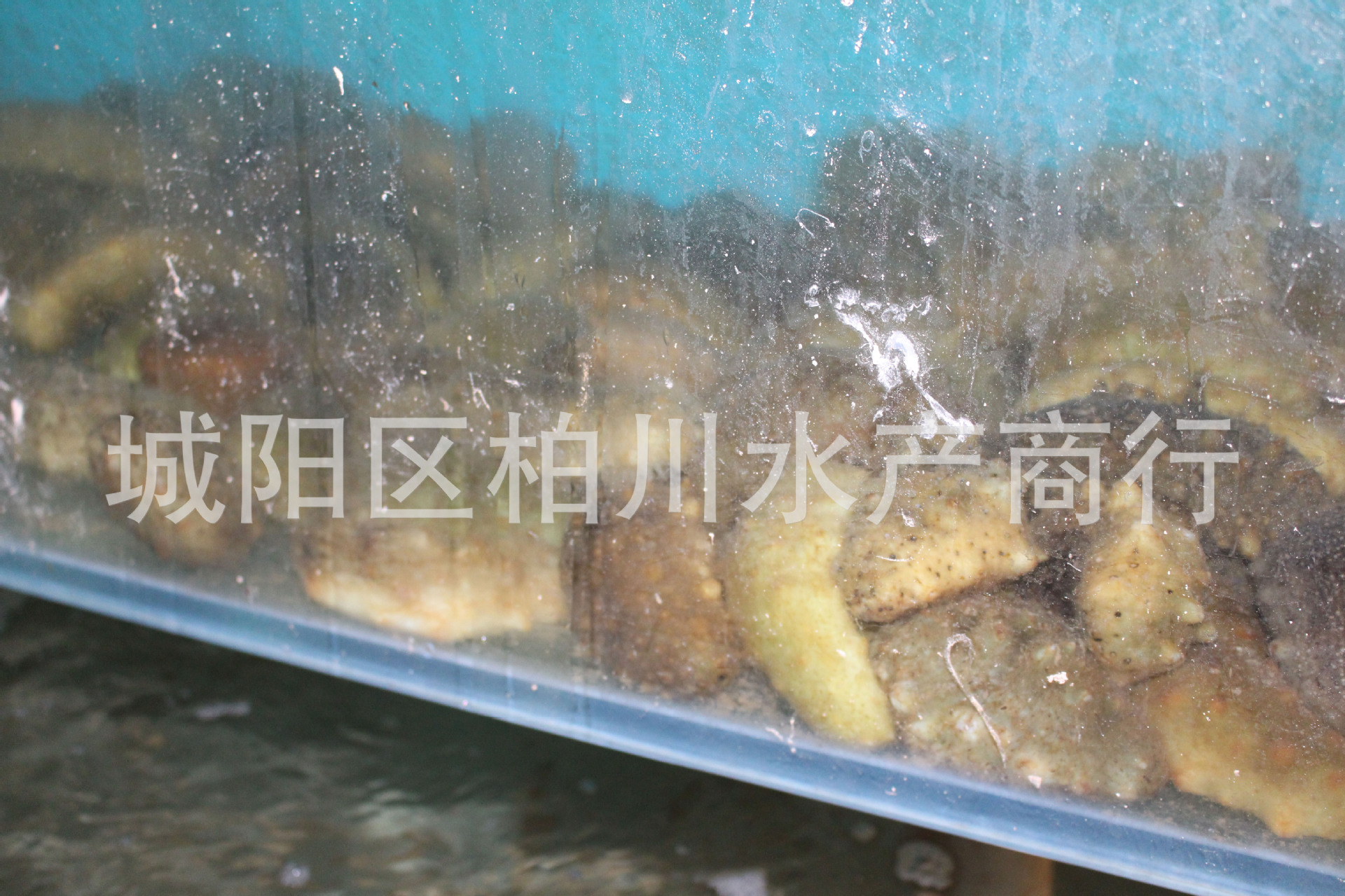 其他鲜活水产品-供应青岛当地野生鲜活海参、