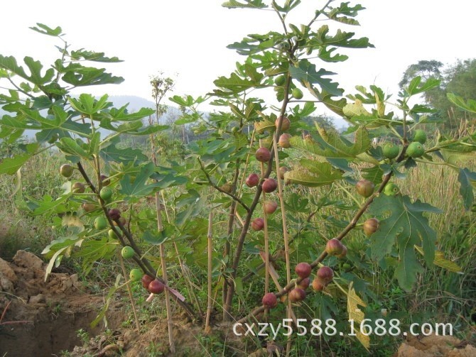 金傲芬无花果直销 果树苗 无花果树苗 无花果小