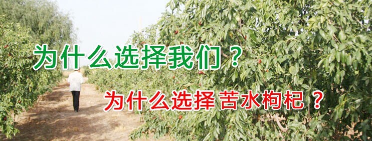 为什么苦水