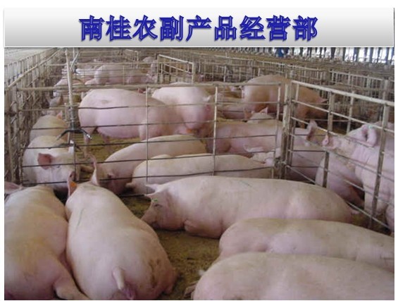 广西生猪养殖基地供应三元猪 长白猪 土杂猪6一斤