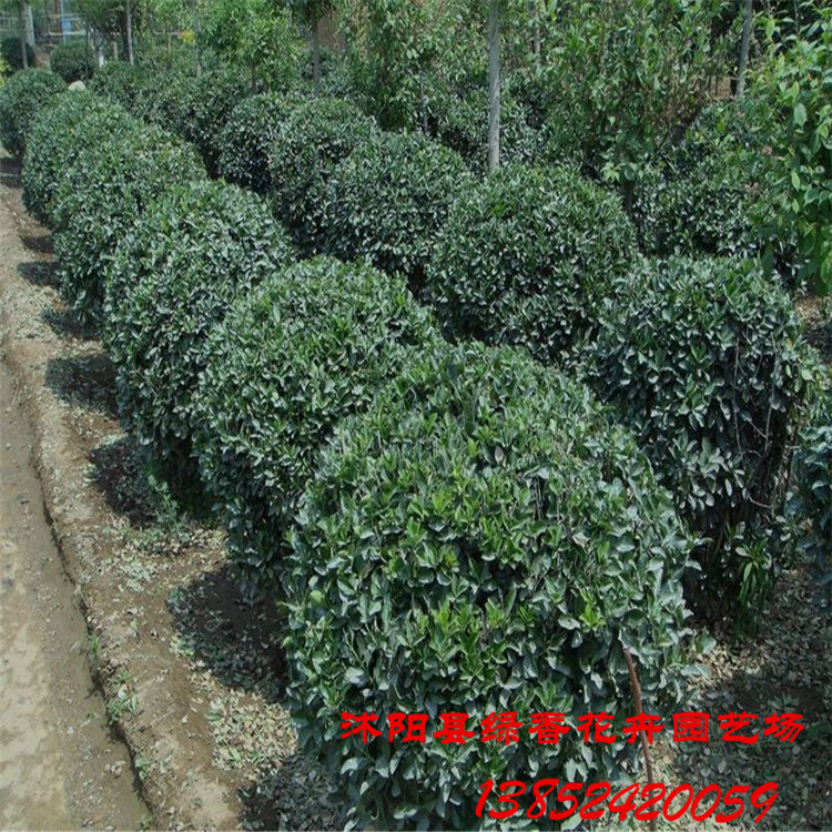 【绿化苗木 大叶黄杨球小苗 四季常青 耐寒耐旱