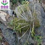 黄金草药