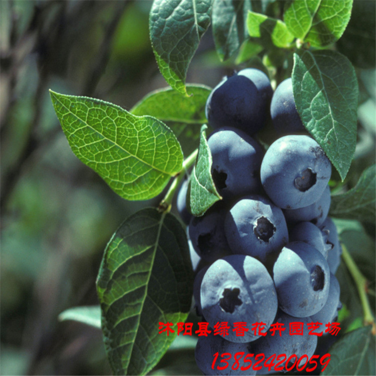 果树-【奥尼尔蓝莓苗】蓝莓苗 基地直销 常年出