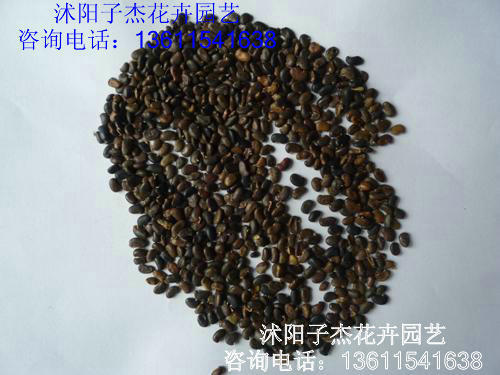 新采一级广玉兰种子,脱皮新种子,常绿观花植物花卉种子