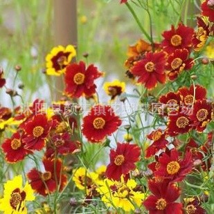 批发草花种子 蛇目菊种子,蛇目菊花种子,珍稀花卉植物种子